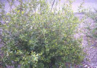 Green Bush
